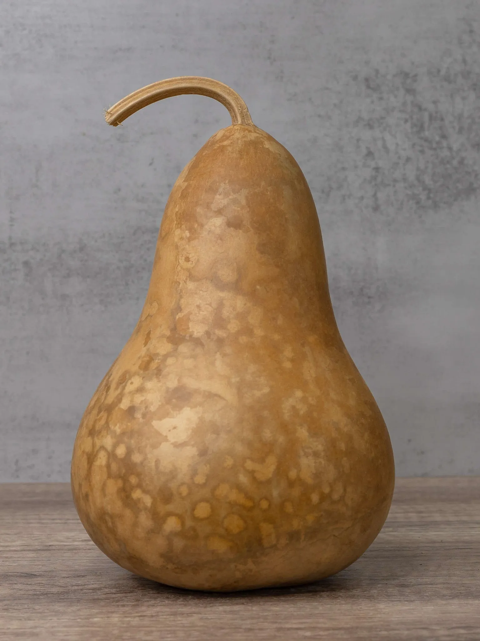 Dried 6 Inch Martin Gourd