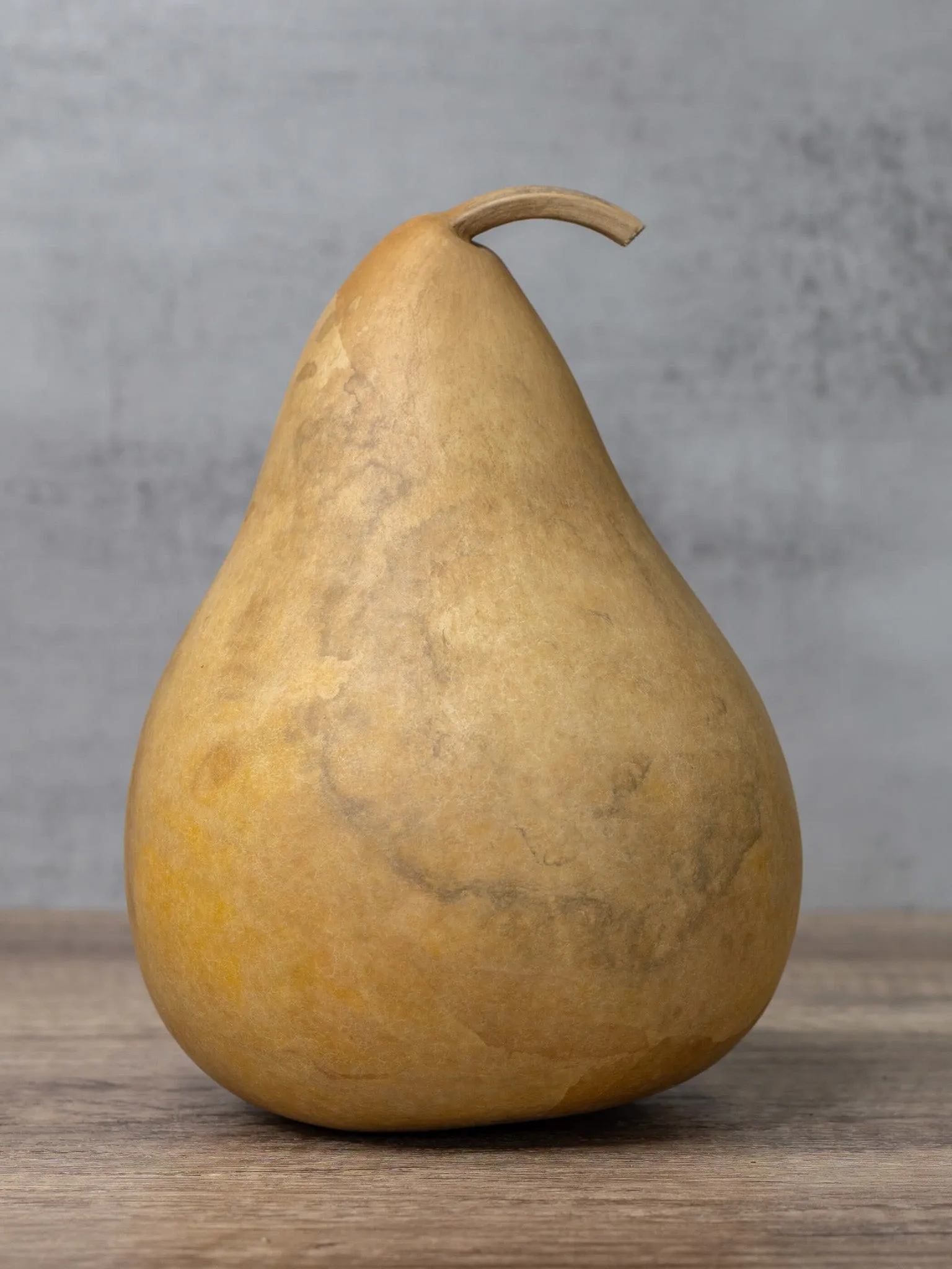 Dried 6 Inch Martin Gourd