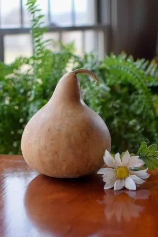 Dried 6 Inch Martin Gourd