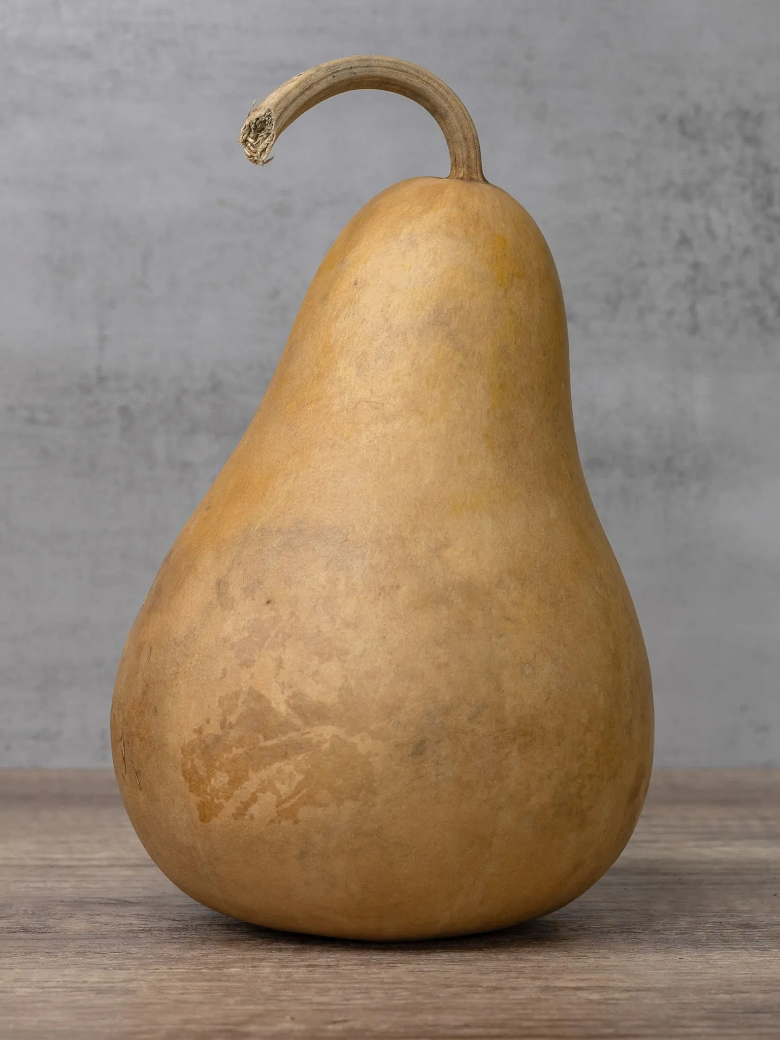 Dried 6 Inch Martin Gourd